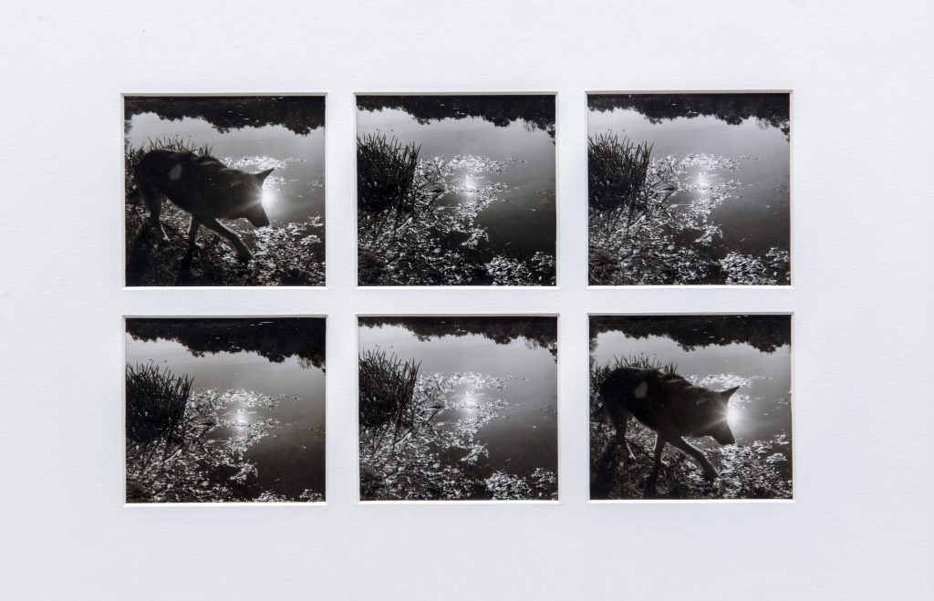 Fern Logan, Transition, 1974-75, Gelatin silver prints, Overall, framed: 12 x 15 ½ inches, © Fern Logan, 1975